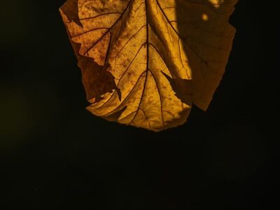 leaf, autumn, solitary, nature, fallen leaves, dying, backlit, solitude, beauty, texture, dry, sun, comfort, fiery, intimate, warm, natural, soft, light, beauty of nature, yellow