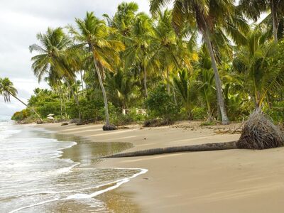 beach, palm trees, sand, coast, tropical, nature, water surface, recreation, tourism, landscape, summer, calm, relaxation, break, grass, reeds, vegetation, clouds, peaceful