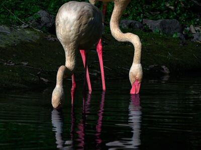 flamingo, two, water, lake, reflection, exotic, nature, bird, pink, feeding, animal, wildlife, ornithology, beak, zoo, pastel, feather, wing, wader