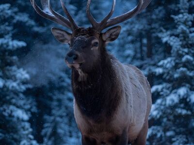 elk, bull, winter, snow, antlers, wildlife, forest, nature, majestic, twilight, wapiti, deer, outdoor, pine, wilderness, animal, evening, serene, mountain, blue hour