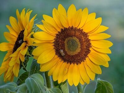 sunflower, nature, bee, close-up, yellow, pollination, garden, summer, sunny, beautiful flowers, flower, green, summertime, environment, botany, flower wallpaper, countryside, sunlight, farm, colorful, natural, flower background, sunny day, ripe