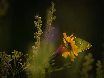 butterfly, nature, flower, field, insect, sunflower, wildflowers, sun, blurred, macro, garden, silhouette, sunset, summery, green, lighting, flight, rich, yellow color, detail, beautiful photo
