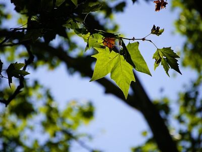 tree, leaf, nature, flying leaf, spring, summer, sunlit, autumn, green, twig, stem, bright, silhouette, natural background, radiant, outdoor, nature imagery, background, magnified