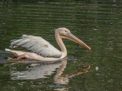 pelican, bird, waterbird, beak, feathers, plumage, wings, light brown, dark water, swimming, water surface, wildlife, animal, ornithology, wild, nature, aquatic environment, natural habitat, tranquility, water hue