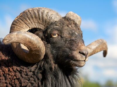 ram, sheep, blue sky, ouessant sheep, horns, dark, black, brown, wool, fur, portrait, sky, blue, nature, animal, wild, outdoors, close-up, landscape, livestock