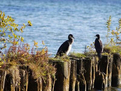 bird, cormorant, water, shore, plant, natural, wooden fence, bank, sitting, wild, bush, animal, island, calm, nature, wildlife, coastal, forest, autumn, relaxed