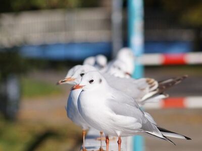 seagull, bird, railing, park, outdoor, sunny, flock, row, winter, beautiful wallpaper, nature, bench, white, fly, peaceful, calm, background, rest, silence, positive, clear