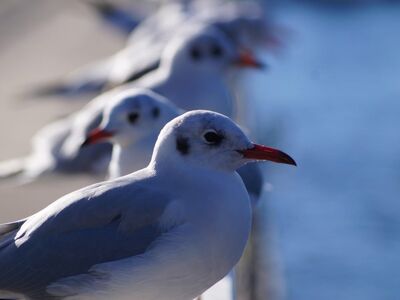 black-headed gull, flyby, water, nature, bird, gull, railing, friends, front, blue, feathers, wildlife, seabird, close, nesting, sun, group, red beak, calm, beak, focus