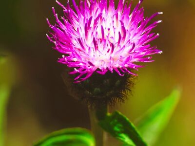 thistle, purple, flower, beautiful flowers, macro, natural, nature, leaves, bloom, flowering plant, flower wallpaper, vibrant, flower head, stem, petals, lively, flower background, outdoor, pollen, sharp, wild plant, green color, close-up