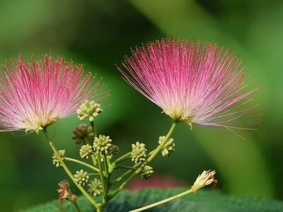 mimosa, silk tree, flowering plant, pink flowers, delicate blossoms, nature, flowering shrub, summer blooms, ornamental plant, close-up, soft flowers, garden plant, beauty of nature, beautiful blossoms, natural beauty, powder pink, detailed composition, fresh look, natural environment, botanical garden