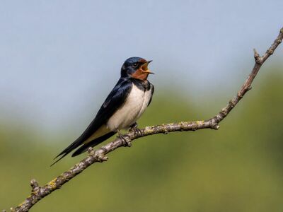 swallow, bird, branch, singing, flying, nesting, forest, soft light, nature, wild, birdsong, blue, ecological, animal, insects, beak, green background, caught insect