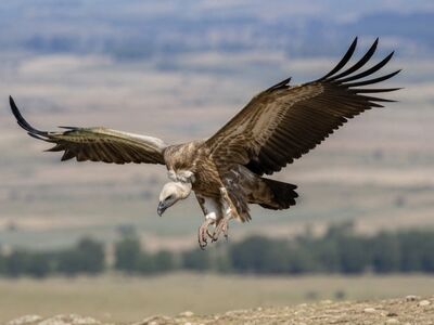 raptor, vulture, flight, nature, blue sky, landscape, winged, bird in flight, ecology, wing, feathers, biology, avian life, conservation, predator, protection, such beast, tactics