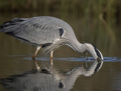 heron, bird, water, reflection, nature, feeding, wildlife, hunting, bird by water, calmness, animal, wild, foraging, black and white, optics, natural environment, lake, fishing, ecosystem