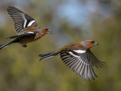 birds, flight, chaffinch, nature, wild, wings, natural habitat, bird in flight, migration season, foraging, sunny, blue sky, birds in motion, animal photography, beautiful nature, bird flight, april, songbird