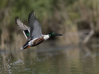 duck, flying, wings, nature, closeup, water surface, green, reflection, animal, bird, natural environment, wildlife, landscape, action, ornithology, wild, reeds, natural colors, background blur