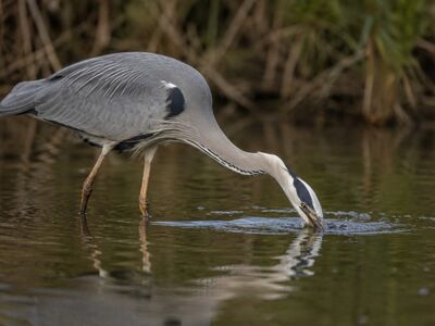 heron, free wallpaper, 4k wallpaper, bird, laptop wallpaper, beautiful wallpaper, wallpaper hd, nature, water, fishing, reflection, wildlife, predator, mac wallpaper, beak, free background, cool backgrounds, swamp, standing, desktop backgrounds, 4k wallpaper 1920x1080, background, windows wallpaper, winter, wings, hd wallpaper, photography, calm, wallpaper 4k, bill, full hd wallpaper, individual, grey