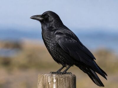 raven, bird, nature, feathered, black, wings, beak, sitting, outdoors, landscape, calm, fence, coast, glossy, caretaker, close, sky, feather, curious, unique