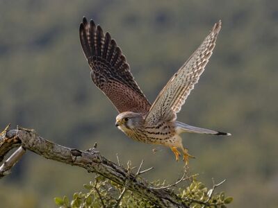 falcon, bird, predator, flying, animal, wings, hunting, freedom, wild, bird of prey, nature, forest, carnivore, sky, flight, wilderness, ecosystem, natural, glider