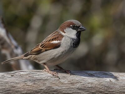 sparrow, bird, insect diet, house sparrow, insect food, nature, wild, feather, nesting, bird in nature, foraging, male, grey plumage, streaks, back, small bird, perching, ecology, wooden branch, ornithology