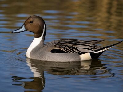 duck, waterfowl, water, nature, northern pintail, body of water, feathers, animal, wildlife, bird, natural, brown, beautiful, wild, reflection, fauna, detail, common bird, snipe