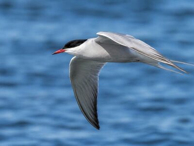 bird, tern, free background, flying, full hd wallpaper, desktop backgrounds, water, 4k wallpaper, blue, 4k wallpaper 1920x1080, background, free wallpaper, mac wallpaper, wing, windows wallpaper, feather, sea, nature, cool backgrounds, animal, wild, wallpaper 4k, freedom, natural, hd wallpaper, wingtip, laptop wallpaper, beautiful wallpaper, tail, ocean, bleaching, wallpaper hd, wildlife