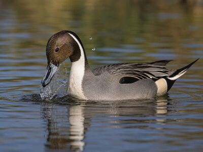 duck, waterbird, male, northern, water droplet, pintail, ocean, wild, nature, reflection, in the wild, brown, natural scene, winged, swimming, water surface, natural habitat, breeding, animal, avian, water scene