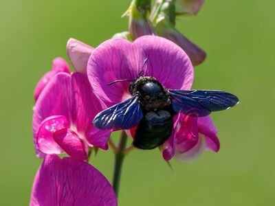 nature, bee, flower, pollination, summer, pink, close-up, insect, colorful, outdoors, green, sweet pea, wings, macro photography, bumblebee, ecosystem, biology, wilderness, environmental care, agriculture