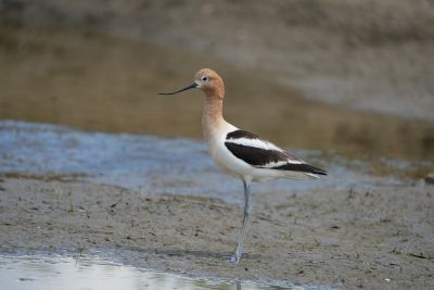 bird, long beak, wading bird, puddle, natural habitat, mud, american avocet, wading, water bird, biotope, muddy, nature, lake, beak, beaked, nature reserve, ecosystem, shore, nature photography, ecology