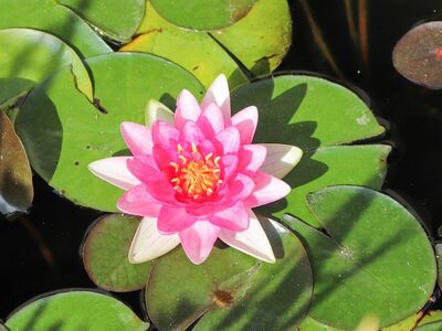 water lily, flower, aquatic plant, pink, round leaves, garden, leaves, pond, nature, water, tranquility, rose, botany, reflection, green, natural beauty, beautiful