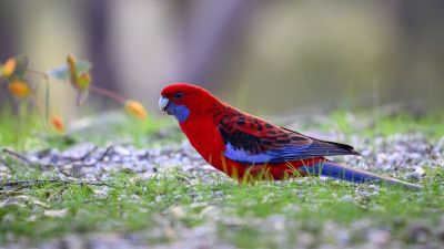 crimson rosella, rosella, parrot, bird, nature, wild, feathers, colourful, wildlife, birdwatching, platycercus elegans, beak, australian, ornithology, wings, red bird, plumage, natural habitat, green grass