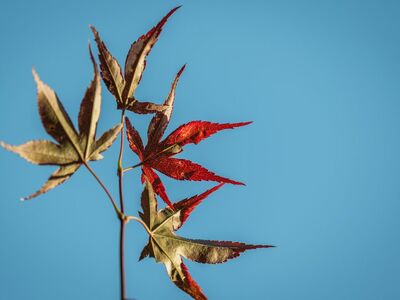 leaf, maple, autumn, blue sky, clear, red, clear day, single, twig, nature, natural world, sharp contrast, outdoor, light, clear sky, solitary leaf, red leaves, picturesque