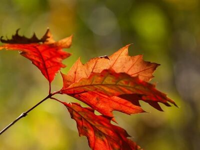 autumn, leaves, red, green, bokeh, nature, autumn colors, falling leaves, branch, detail, season, beauty, background, natural light, outdoor, vibrant colors, vibrant, macro, solitary, tranquility