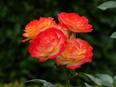 rose, garden flower, flower, petals, nature, orange rose, summer, leaves, blooming, background, water droplets, red, shrub, garden, beauty, decorative, pattern, outdoor, detail, botany