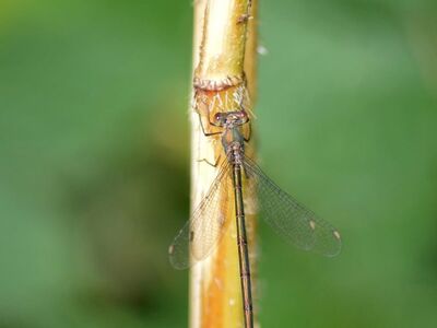 dragonfly, nature, insect, macro, close-up, rest, plant stem, natural habitat, wings, fragility, summer, vitality, microscopic view, delicacy, calmness, mystery, balance, green color, silence, filigree