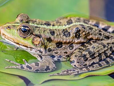 frog, water frog, amphibian, hd wallpaper, nature, wildlife, green, spots, desktop backgrounds, sitting, nature background, resting, beautiful wallpaper, lily, full hd wallpaper, leaf, free wallpaper, aquatic, close-up, mac wallpaper, macro, beautiful nature, background, wallpaper hd, 4k wallpaper, wallpaper 4k, nature wallpaper, wallpaper, windows wallpaper, zoology, cool backgrounds, 4k wallpaper 1920x1080, habitat, outdoor, free background, wetland, laptop wallpaper, details