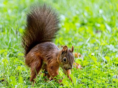 squirrel, wildlife, grass, nature, park, cute, green, background, furry, outdoor, meadow, forest, beautiful, sciurus vulgaris, red squirrel, rodent, close-up, tail, mammal, landscape