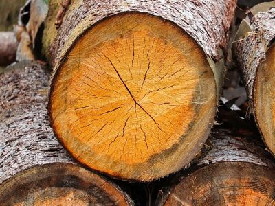 wood, tree trunk, growth rings, wood storage, cracks in wood, sawmill, forestry, lumber, wood pile, old tree, tree felling, natural texture, dark wood, firewood, debarked wood, drilling into wood, harvest season, slow growing wood, forest