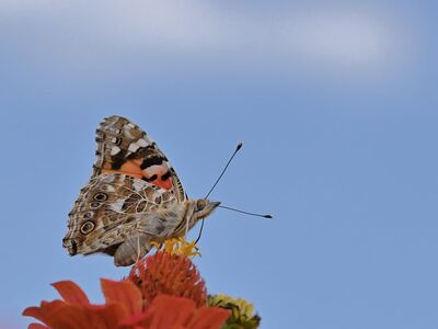 butterfly, flower, zinnia, macro, nature, blue, wing, pollination, summer, detail, curling, garden, beauty, background, fauna, wing pattern, flight, outdoor, wilderness, post-flight
