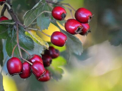 hawthorn, fruit, red, leaves, nature, medicinal plant, thorny shrub, bokeh, crataegus, focused, mother nature, crop, countryside, ripe, fruit tree, remedy, botany, deciduous tree, pharmacy
