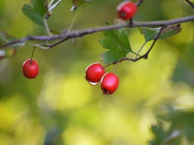 hawthorn, red fruit, leaves, raindrops, nature, decorative shrub, medicinal plant, water droplets, blurred bokeh, autumn, natural remedy, green background, wild bush, pink fruit, rural landscape, wild nature, natural beauty, botanical garden, thorns, growing outdoors