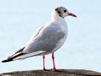seagull, bird, animal, water, feathers, birdwatching, bright red, seabird, nature, animal wallpaper, observation, blue sky, wildlife, duck, shorebird, black head, autumn, summer, ecology, panorama