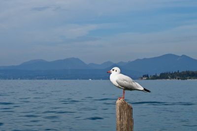 seagull, water, lake, mountain, italy, lake garda, bird, nature, ocean view, blue sky, panorama, shore, view, landscape, post, wildlife, pond, environment, natural, calm, relaxation