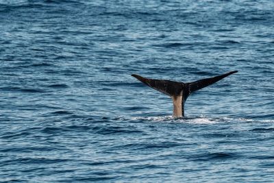 whale, sea, ocean, fluke, tail fin, blue, nature, wild, marine mammal, depth, whale watching, sunset, natural habitat, panoramic, ecology, solitary, tail mark, swimming, photography