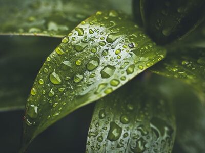 drop, leaf, nature, rain, green, fresh, water, macro photography, liquid, weather, close-up, details, ecology, natural beauty, plant, greenhouse, water droplets, gardening, refreshing, beauty