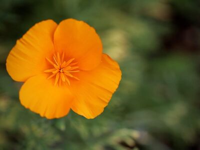 california poppy, orange, flower, nature, closeup, macro photography, garden, beauty, summer, background, petal, yellow, outdoor, contrast, stamens, agriculture, ecology, sunshine, color, charm