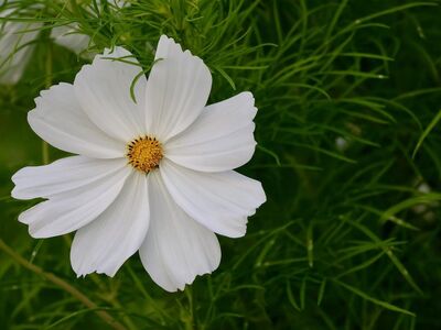 cosmos flower, white flower, petals, plant, green leaves, nature, outdoors, detail, natural beauty, still life, floristry, fragility, simplicity, summer blossom, aesthetics, freshness, contemplation, simple background, seasonal flower
