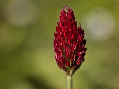 crimson clover, macro photography, windows wallpaper, hd wallpaper, free background, beautiful wallpaper, mac wallpaper, nature, plant care, red, wildflower, botany, summer, wallpaper hd, free wallpaper, spring, background, laptop wallpaper, environment, wallpaper 4k, desktop backgrounds, detail, field, blossom, 4k wallpaper 1920x1080, close-up, purple, 4k wallpaper, meadow, texture, full hd wallpaper, cool backgrounds, colorful, flowering plant, cultivation