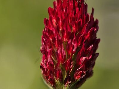 crimson clover, red flower, nature, macro, soft background, botanical, red, purple, wildflower, detail, blurred background, meadow, summer, spring, field, pink blossoms, nature wilderness, flower essence, wild flora, hygge
