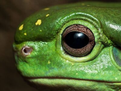 frog, amphibian, green, frog eye, tree frog, magnificent tree frog, australian wildlife, australian frog, detail, texture, proximity, eye, nature, macro photography, close-up, animal eye, biology, prominent eye