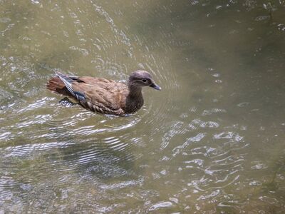 mandarin duck, nature, bird, animal, waterfowl, wildlife, water, feathers, beak, plumage, swimming, natural habitat, calm, forest water, weathered, heron, tranquility, brown, floating, gentle current